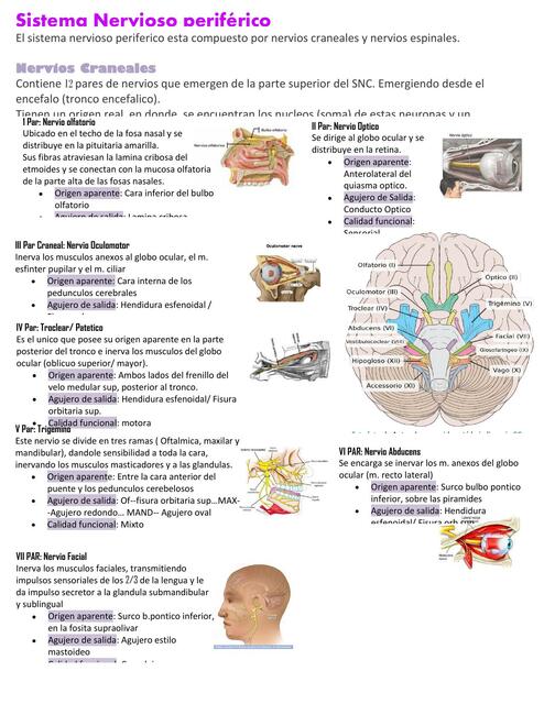 Nervios craneales anatomía 