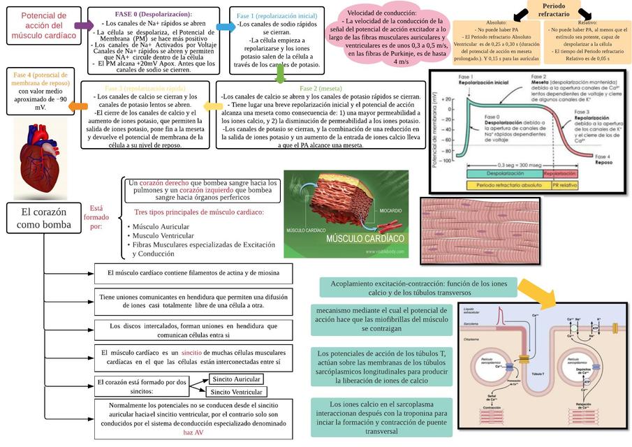 El corazón como bomba fisiología