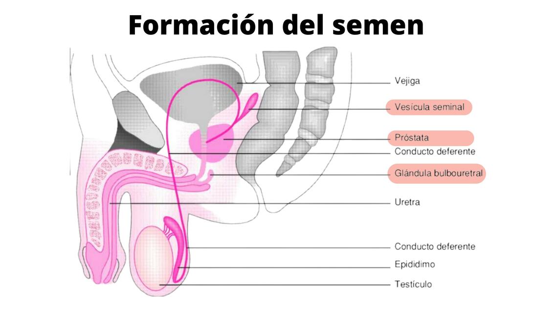 Formación del semen