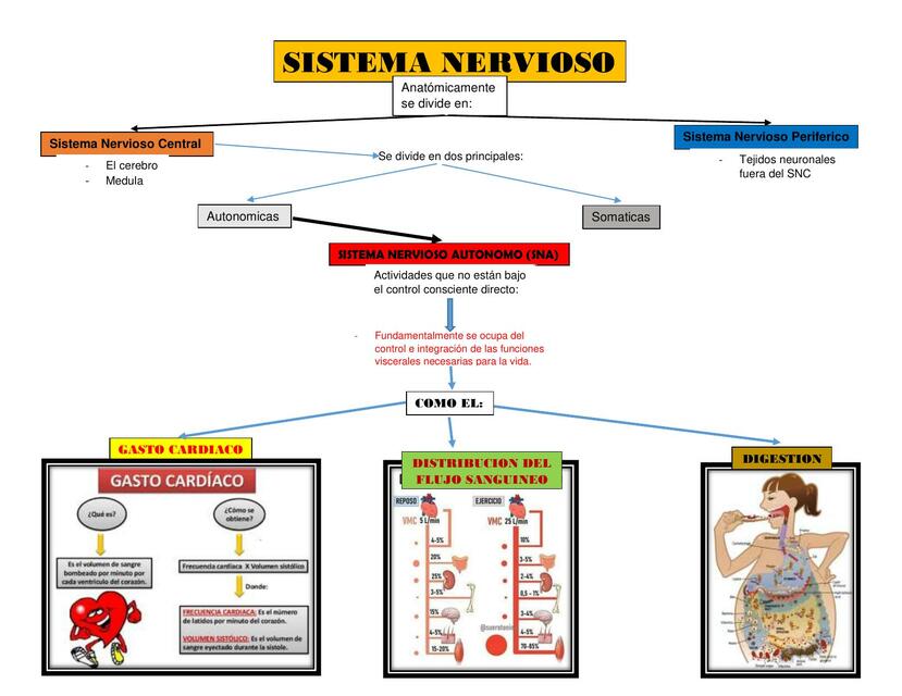 Sistema nervioso