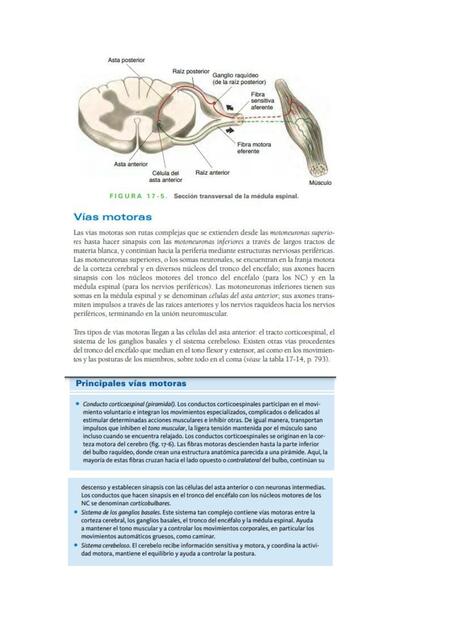 Lectura Función Motora