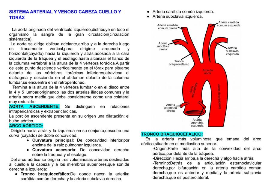 Sistema arterial y venoso cabeza, cuello y tórax 