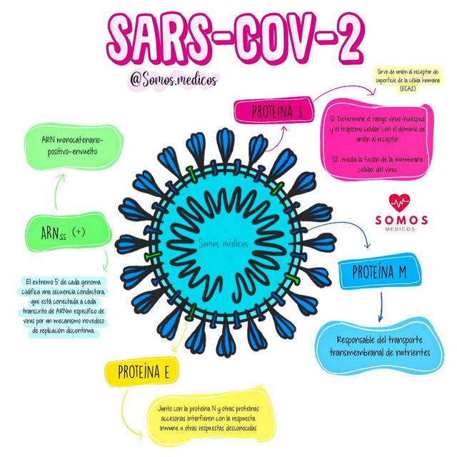 Sars-Cov-2 Coronavirus resumen conceptual.