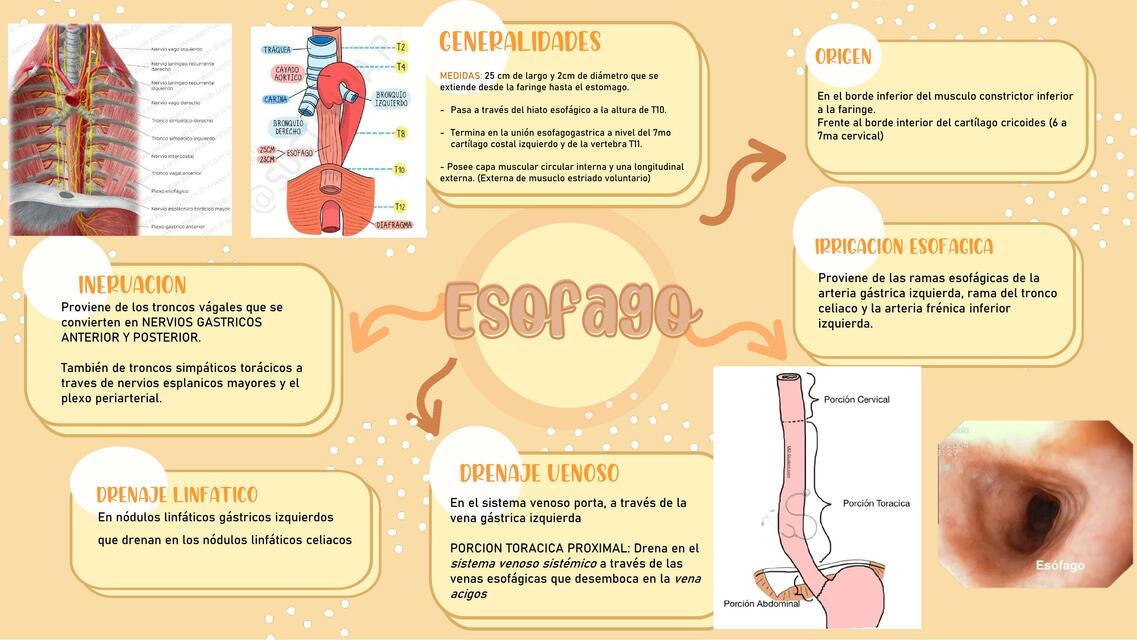 Anatomía de Esófago 