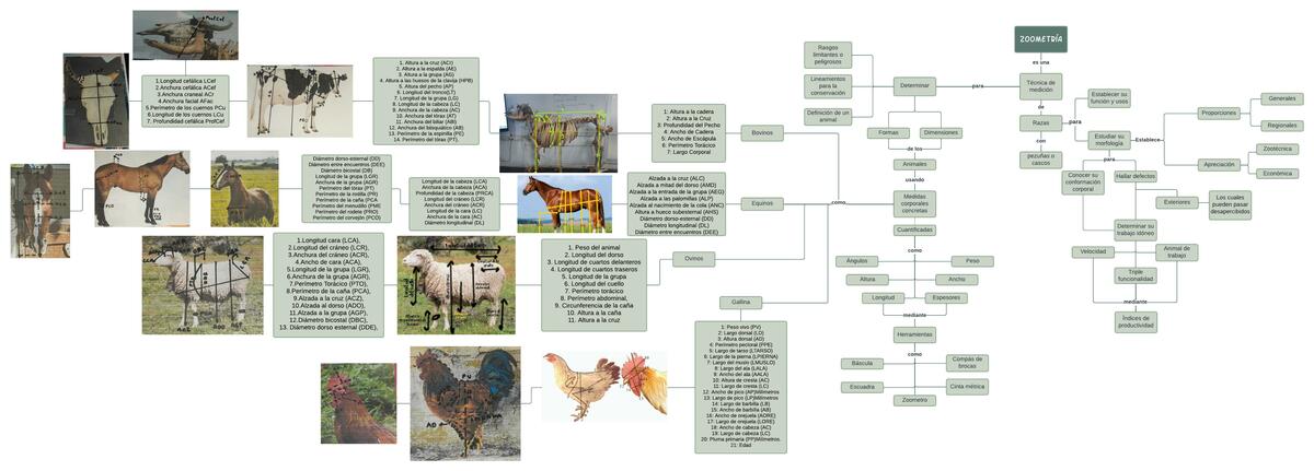 Mapa conceptual Zoometría Nicole Archila