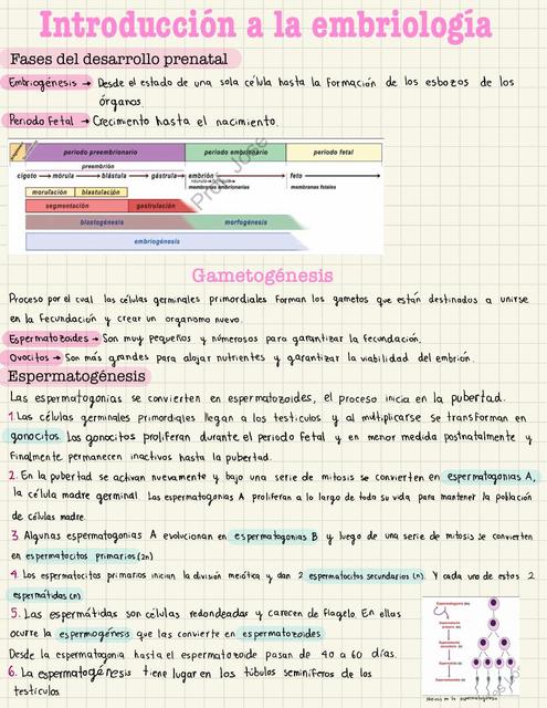 Introducción a la embriología