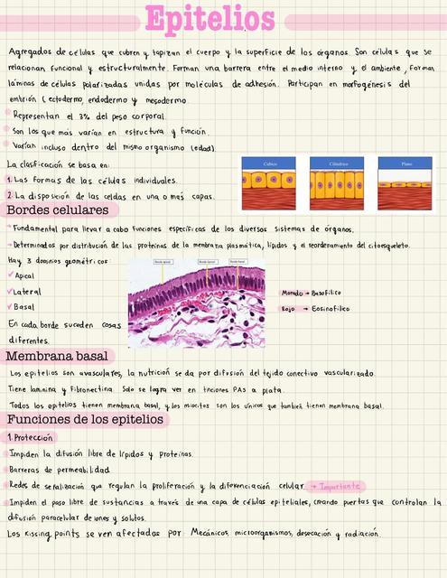 Histología de los epitelios