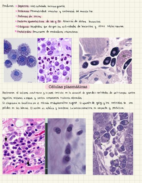 Histología de los huesos