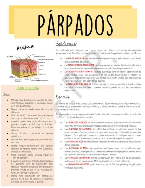 Párpados y vías lagrimales