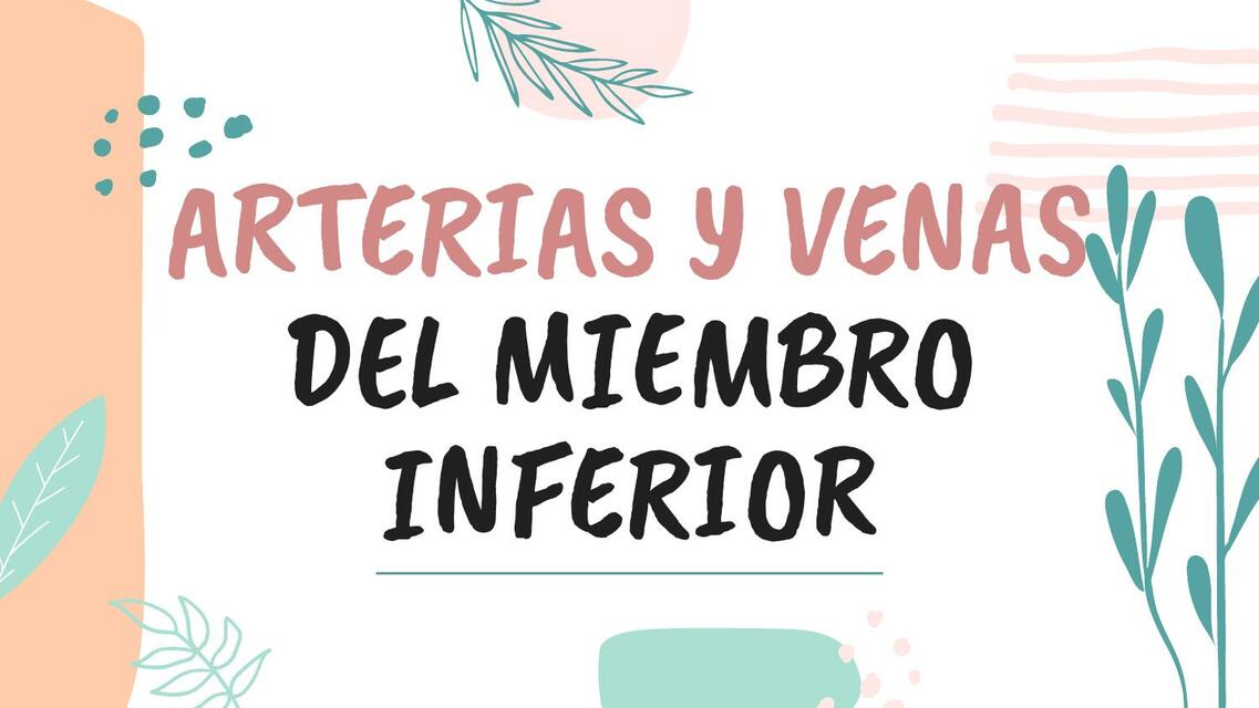 Arterias y Venas del Miembro Inferior