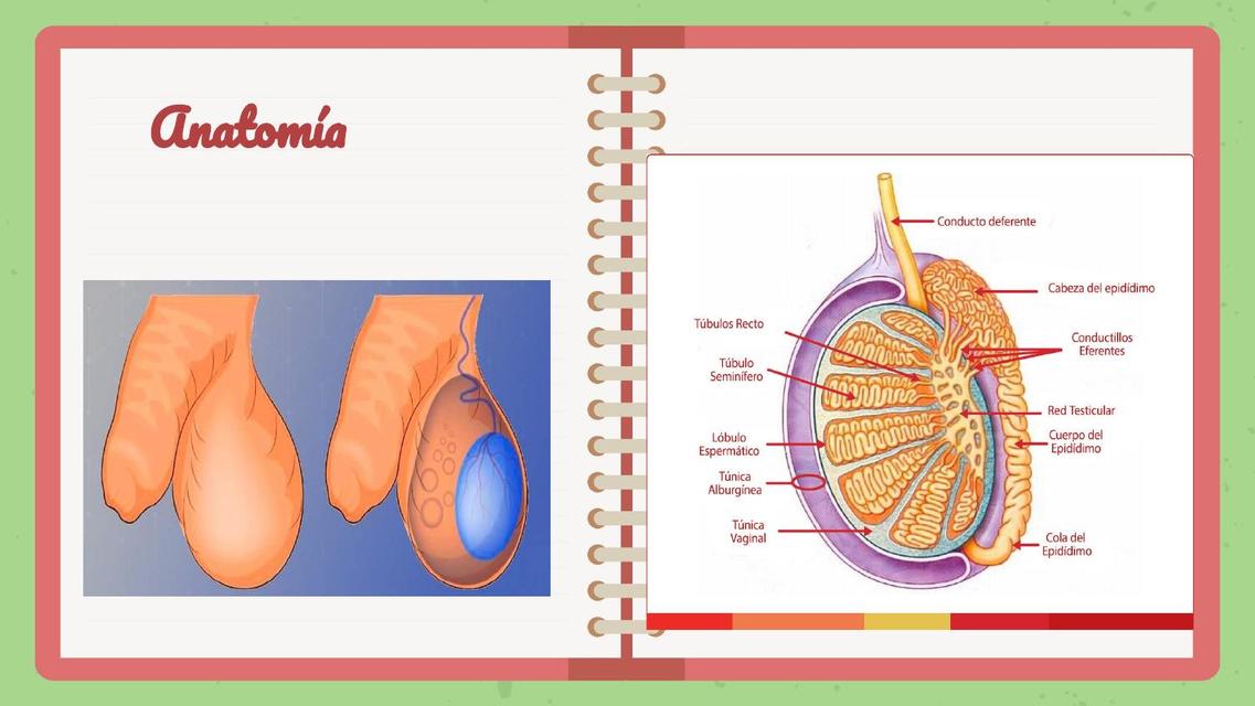 Anatomia Hidrocele