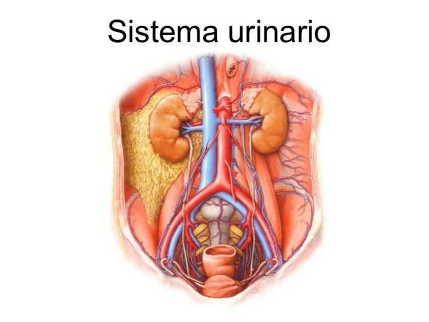 Sistema urinario