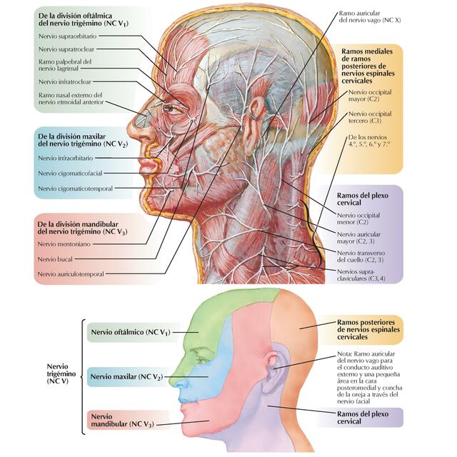 Cabeza y cuello, plano superficial; Nervios cutáneos de la cabeza y cuello