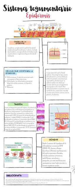 Sistema Tegumentario- Epidermis 