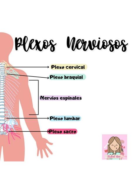 Plexos nerviosos