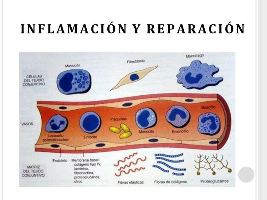 FISIOLOGÍA DE LA INFLAMACIÓN