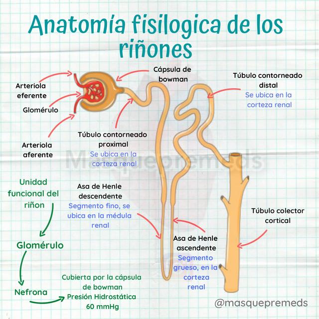 Anatomía Fisiológica de los Riñones