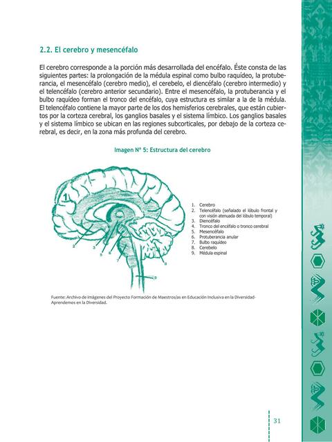 El cerebro y mesencéfalo Biología General uDocz
