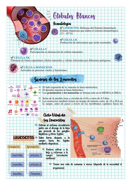 Glóbulos Blancos
