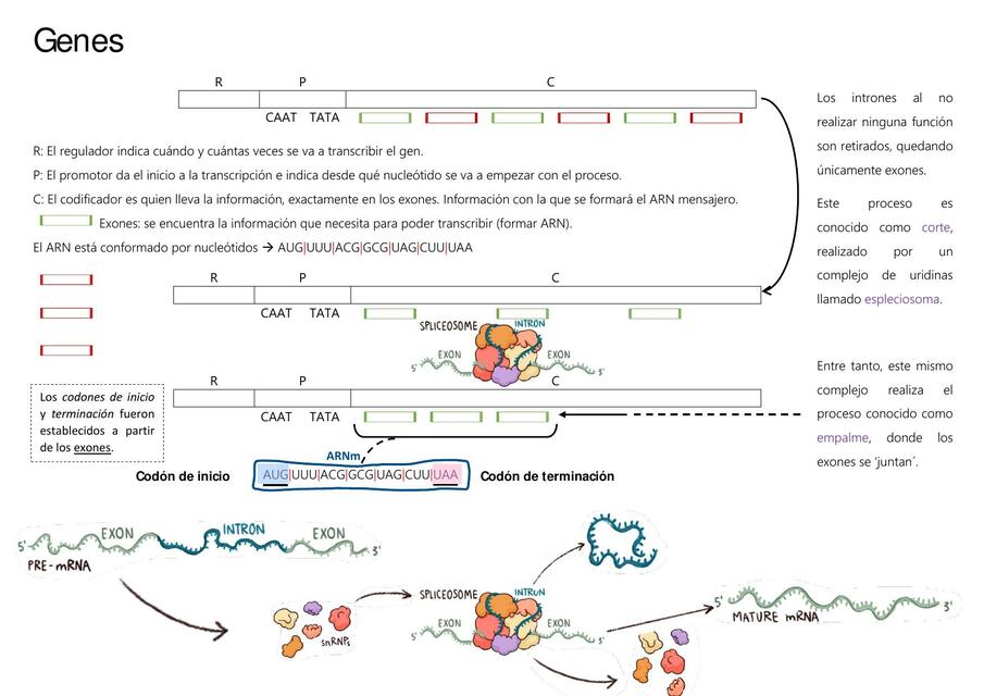 Genes resumen 