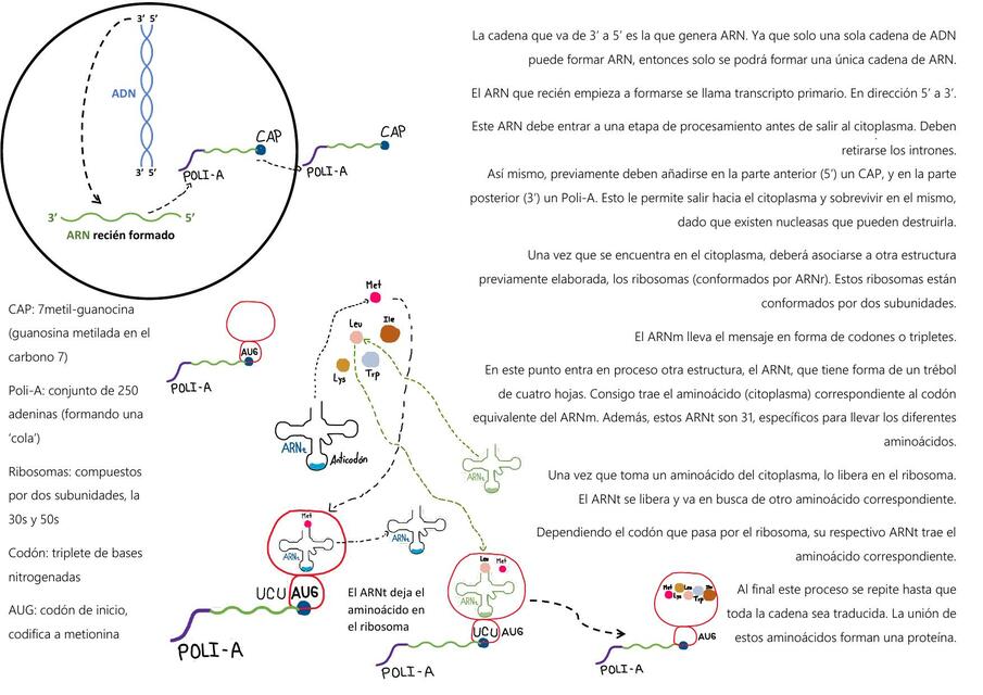 Resumen Genes 