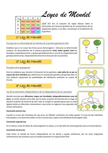 Leyes de Mendel apunte | uDocz