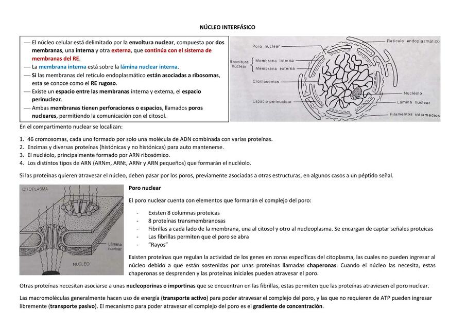 Núcleo interfásico