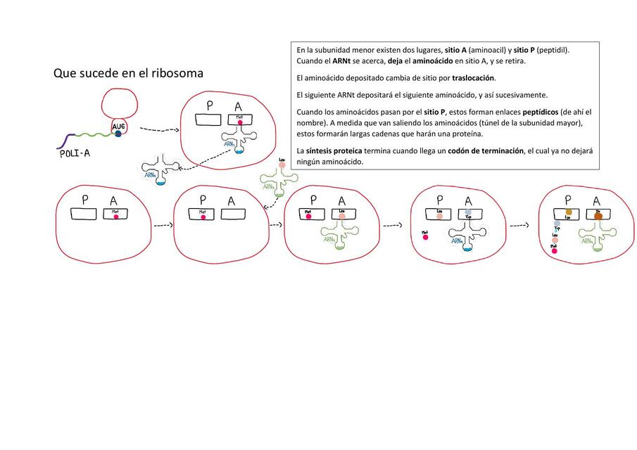 ¿Que sucede en el ribosoma?