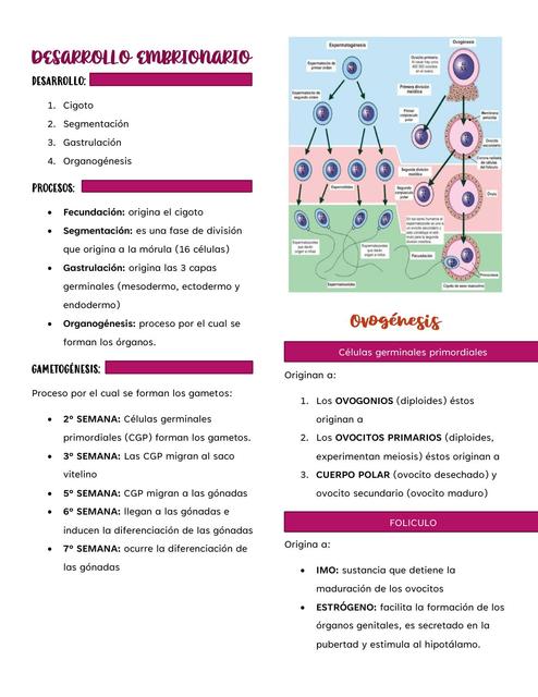 DESARROLLO EMBRIONARIO