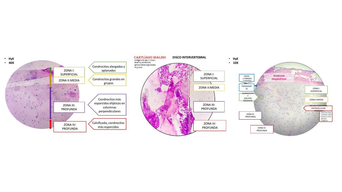 Muestras de Histología