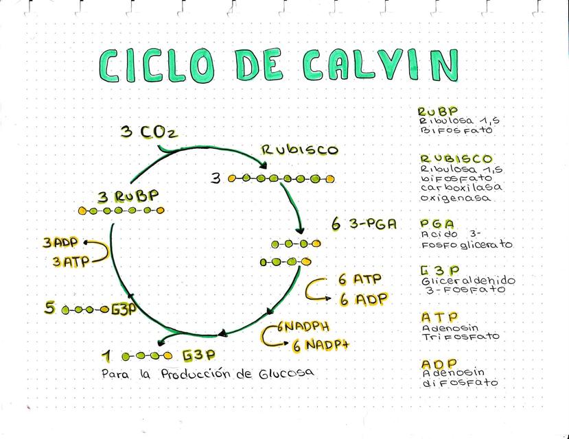 Ciclo De Calvin Carla Sanchez UDocz