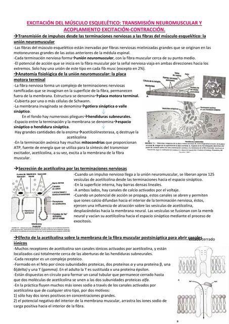 Excitación del músculo esquelético: transmisión neuromuscular y acoplamiento excitación-contracción.