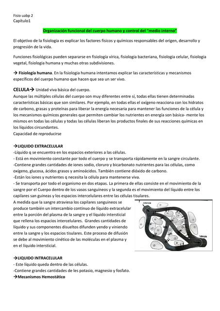 Organización funcional del cuerpo humano y control del “medio interno”