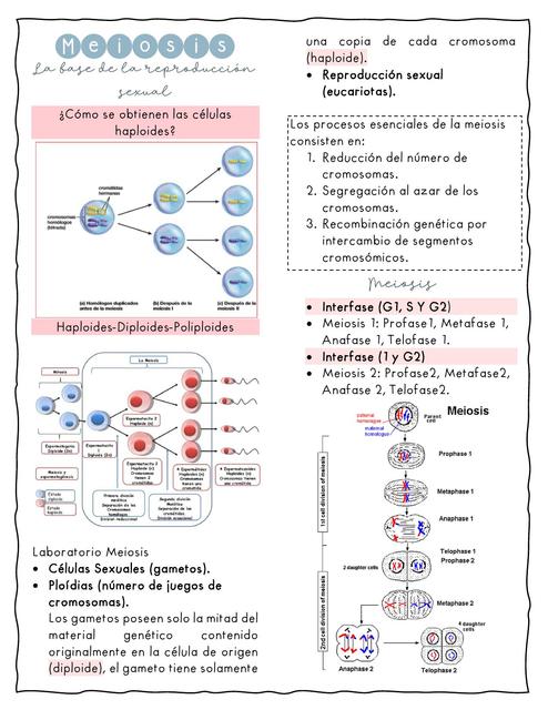 Meiosis