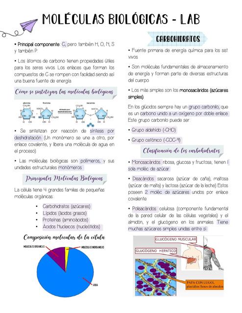 MOLÉCULAS BIOLOGICAS