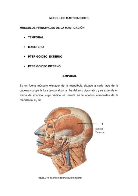 Músculos principales de la masticación