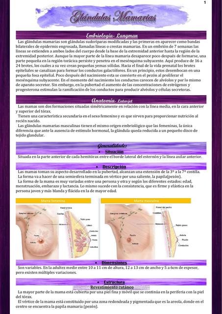 UP 3 resumen - Glándulas mamarias