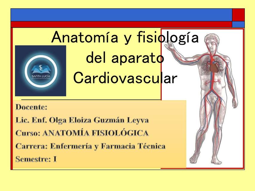 Sistema Cardiovascular