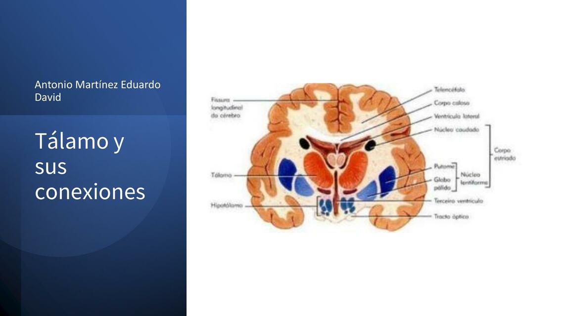Tálamo y sus conexiones