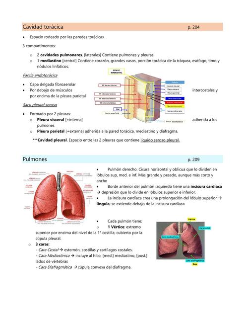 Cavidades pulmonares