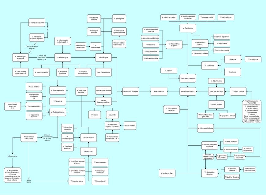 Venas del cuerpo humano 
