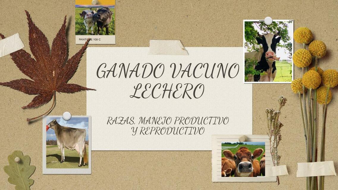 Razas de ganado Lechero 