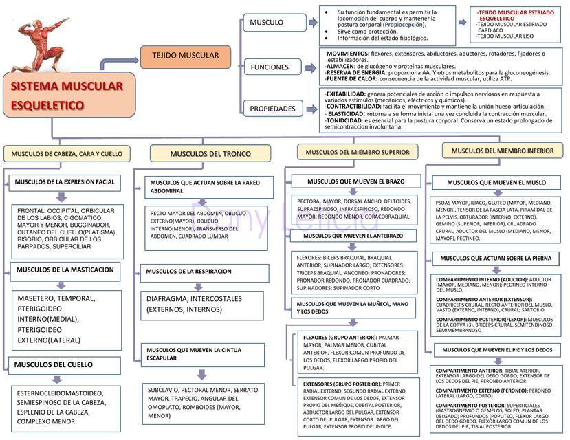 SISTEMA MUSCULAR ESQUELETICO