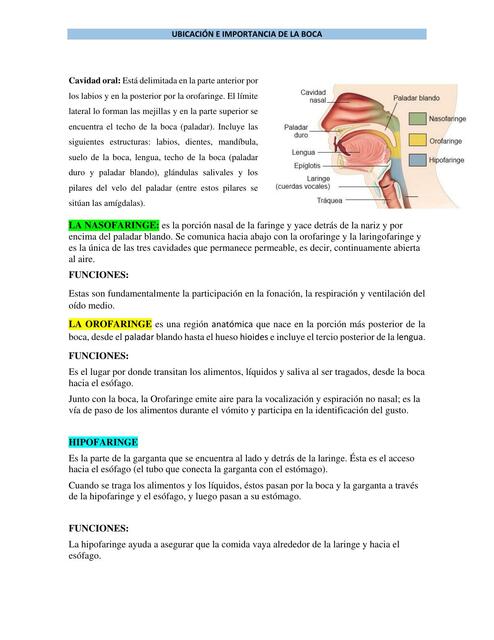 Ubicación e importancia de la boca