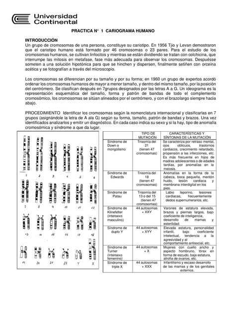 EJERCICIOS CARIOGRAMA HUMANO