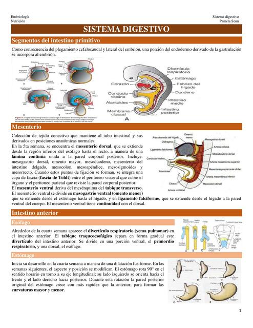 Sistema digestivo embriología