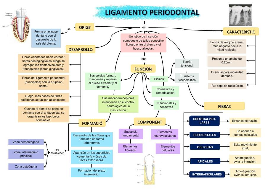 Periodonto Encía y Ligamento