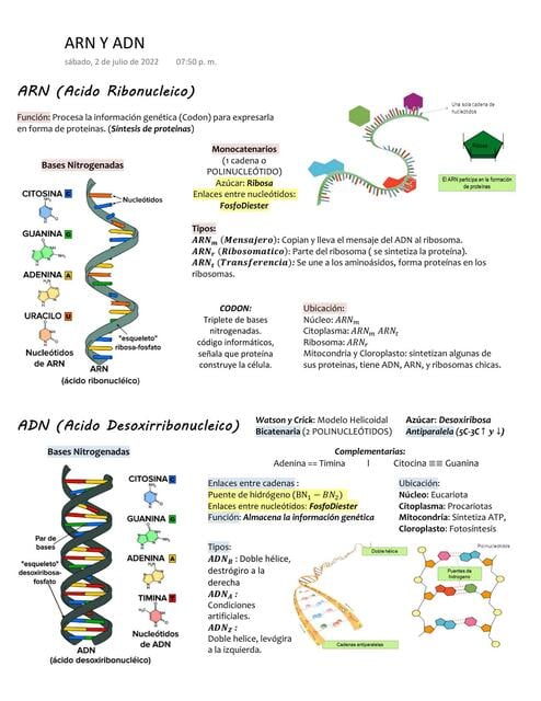 ARN y ADN | Mery Luz Choquegonza Ccama | uDocz