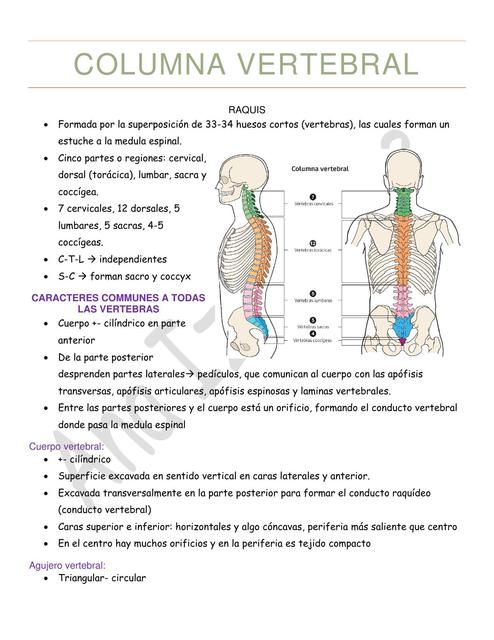 COLUMNA VERTEBRAL