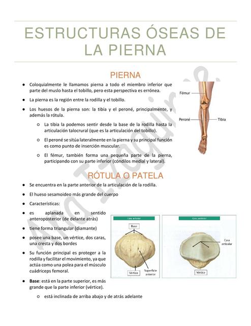 ESTRUCTURA ÓSEA DE LA PIERNA INF